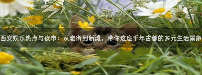 赢咖app下载地址：西安娱乐热点与夜市：从老街到新滩，带你这座千年古都的多元生活景象